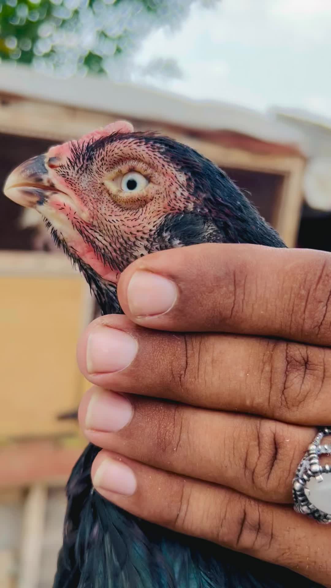 @شوق سرگودھا آ لے دا🔥🦅🐦&zwj;🔥😈
