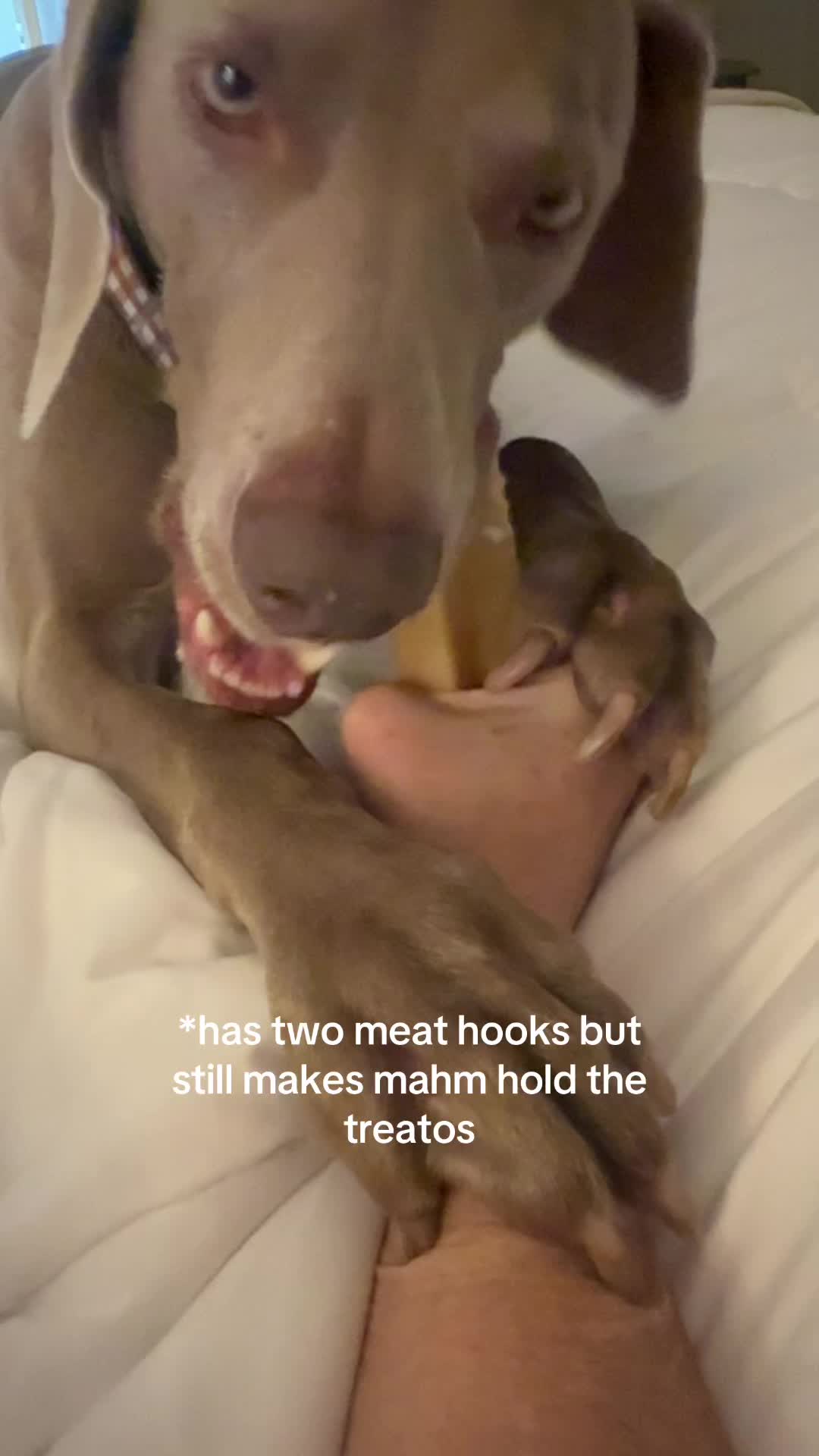 @Zoey the Weim