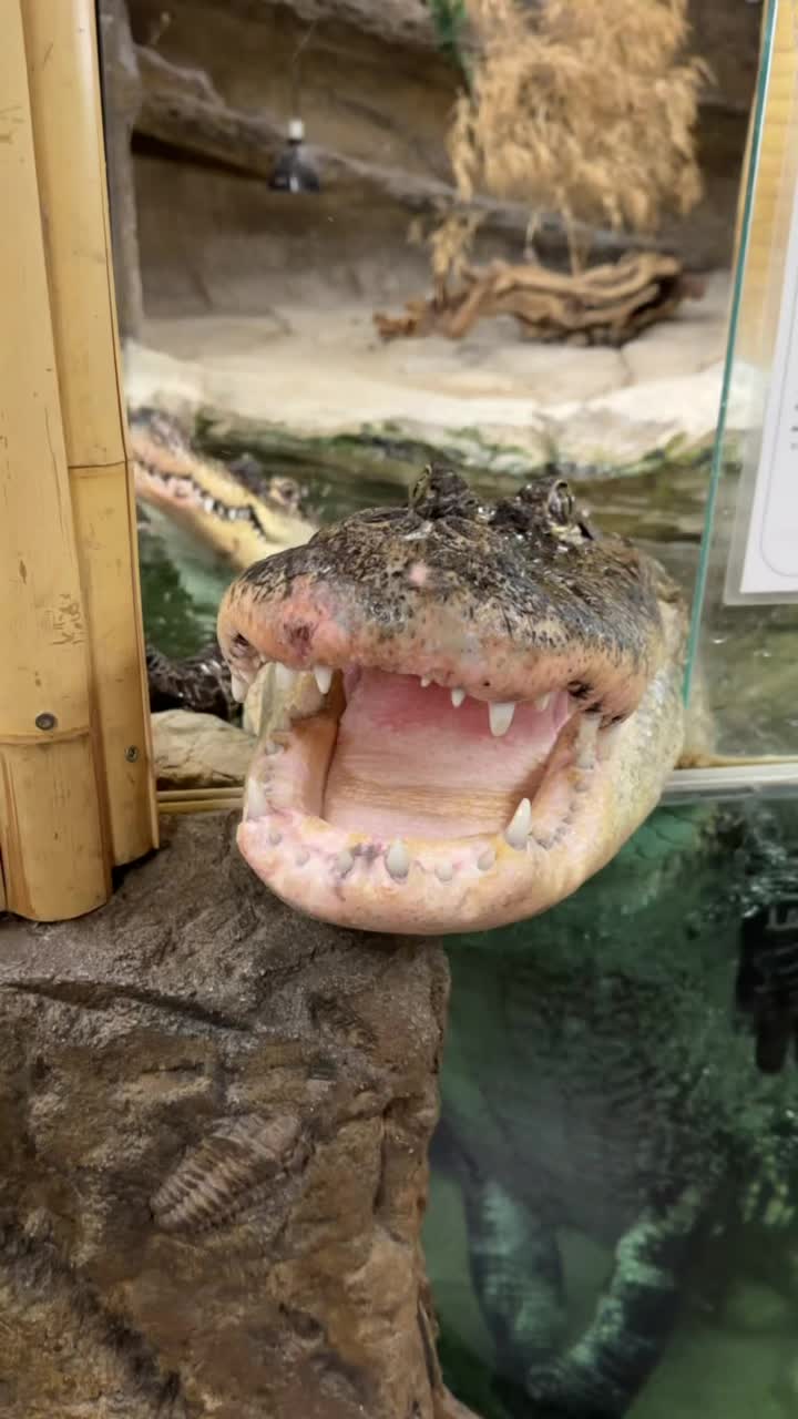 @The Reptile Zoo
