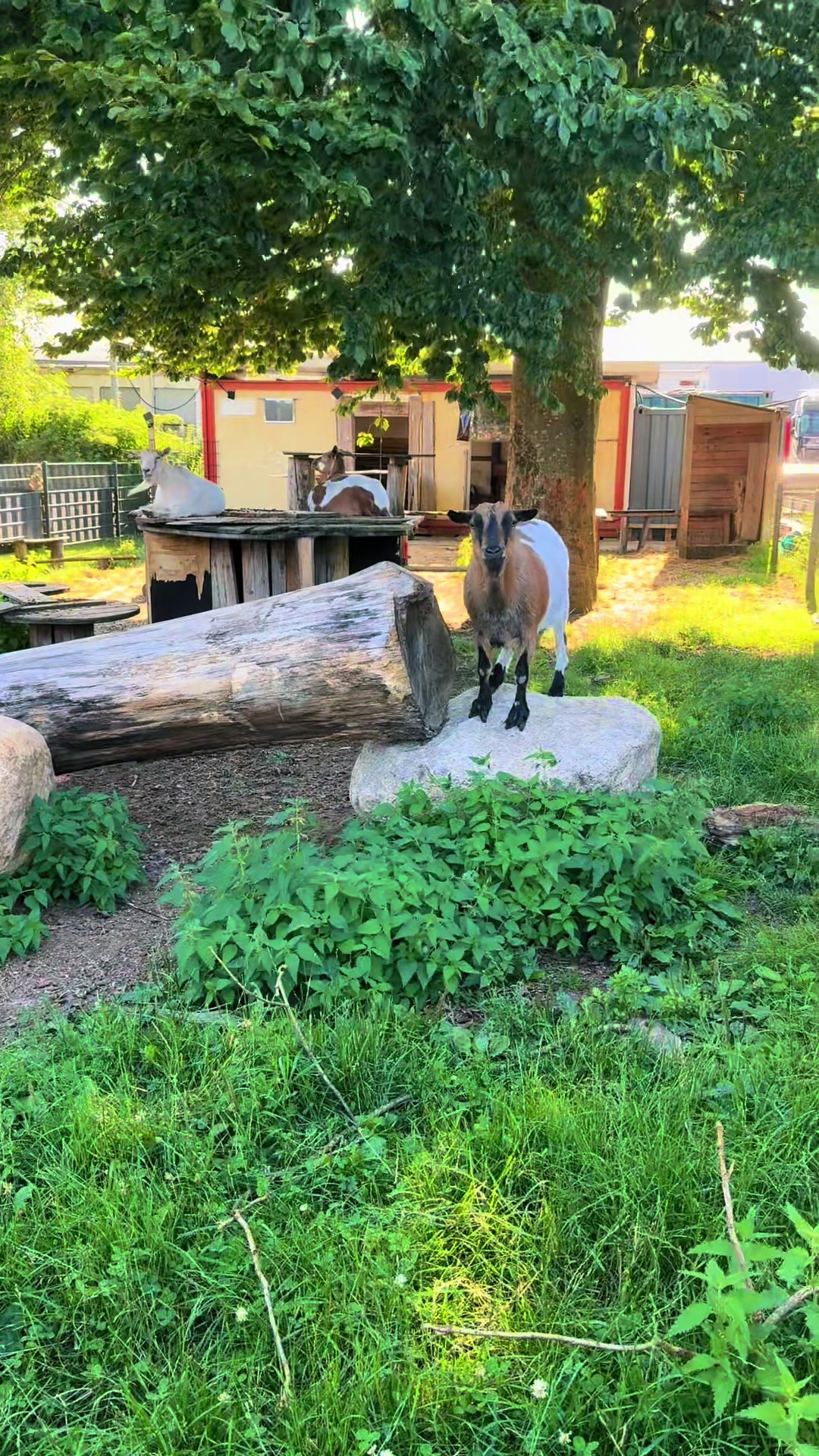 @♥️My little Ranch♥️