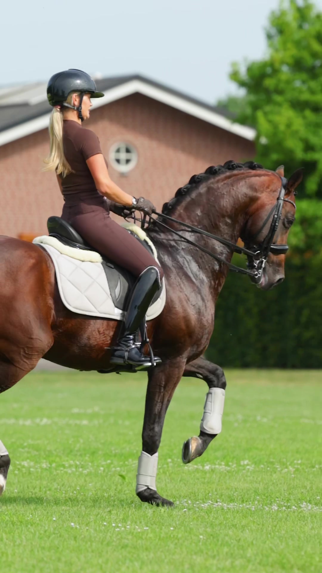 @Maximilian Equestrian