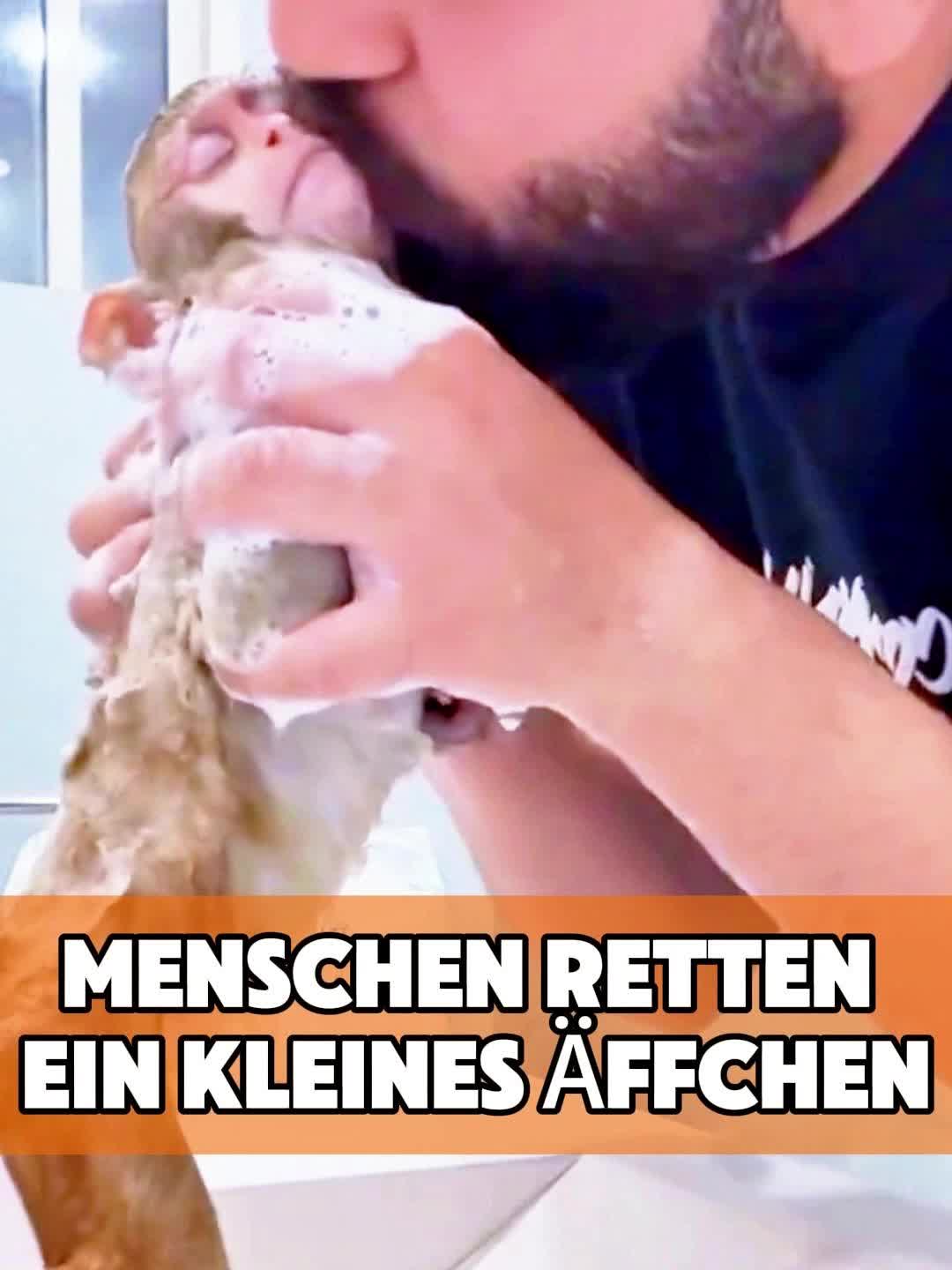 @toto_tier