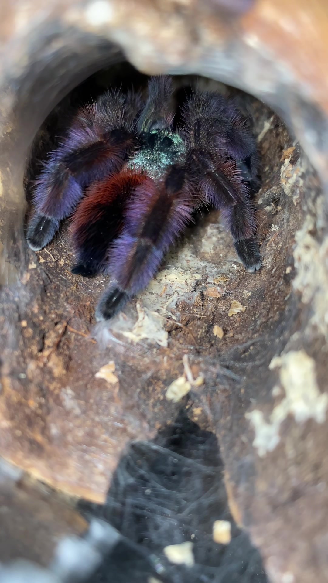 @vidaexotic_tarantulas