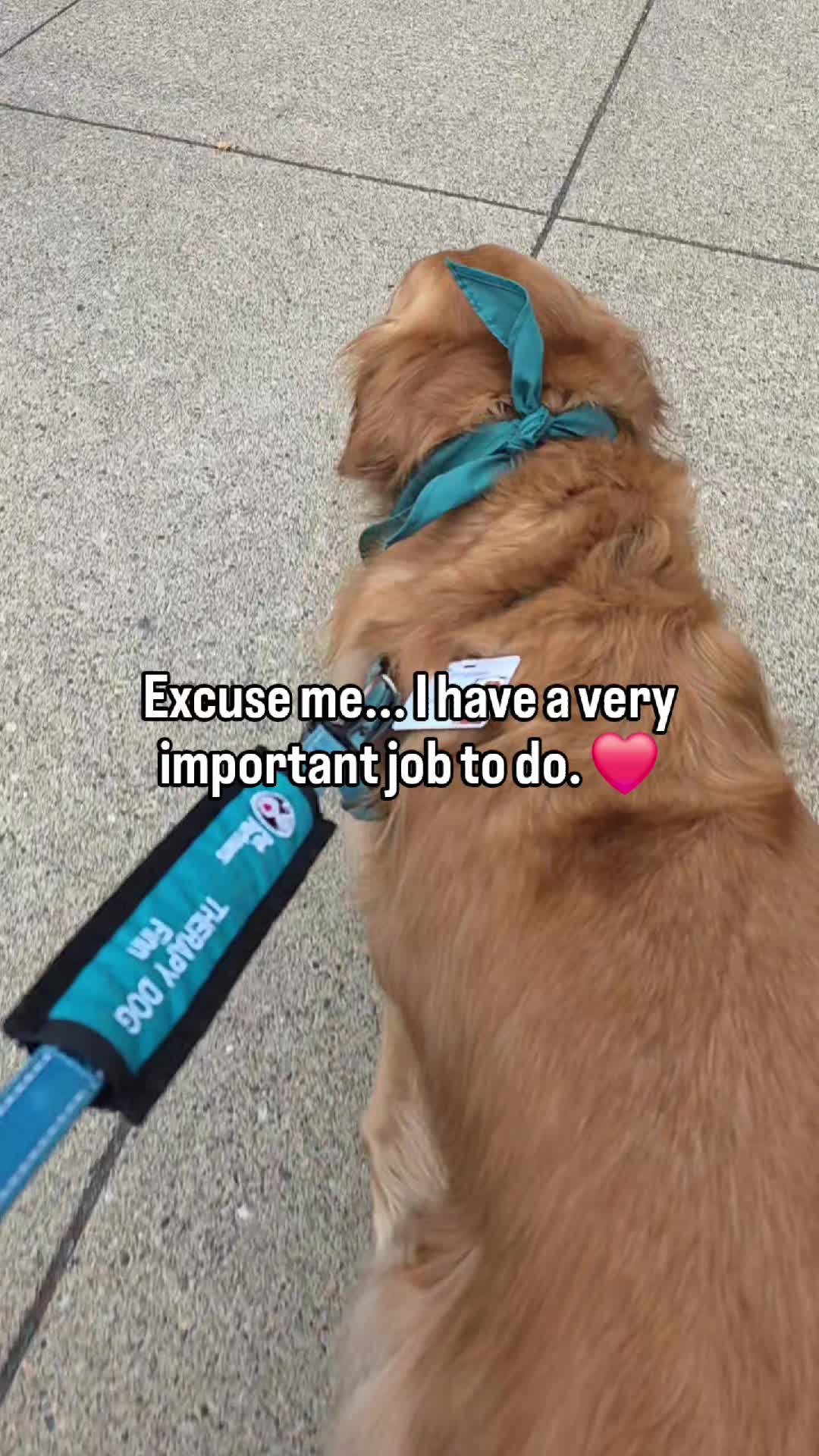 @FINN | The Golden Retriever