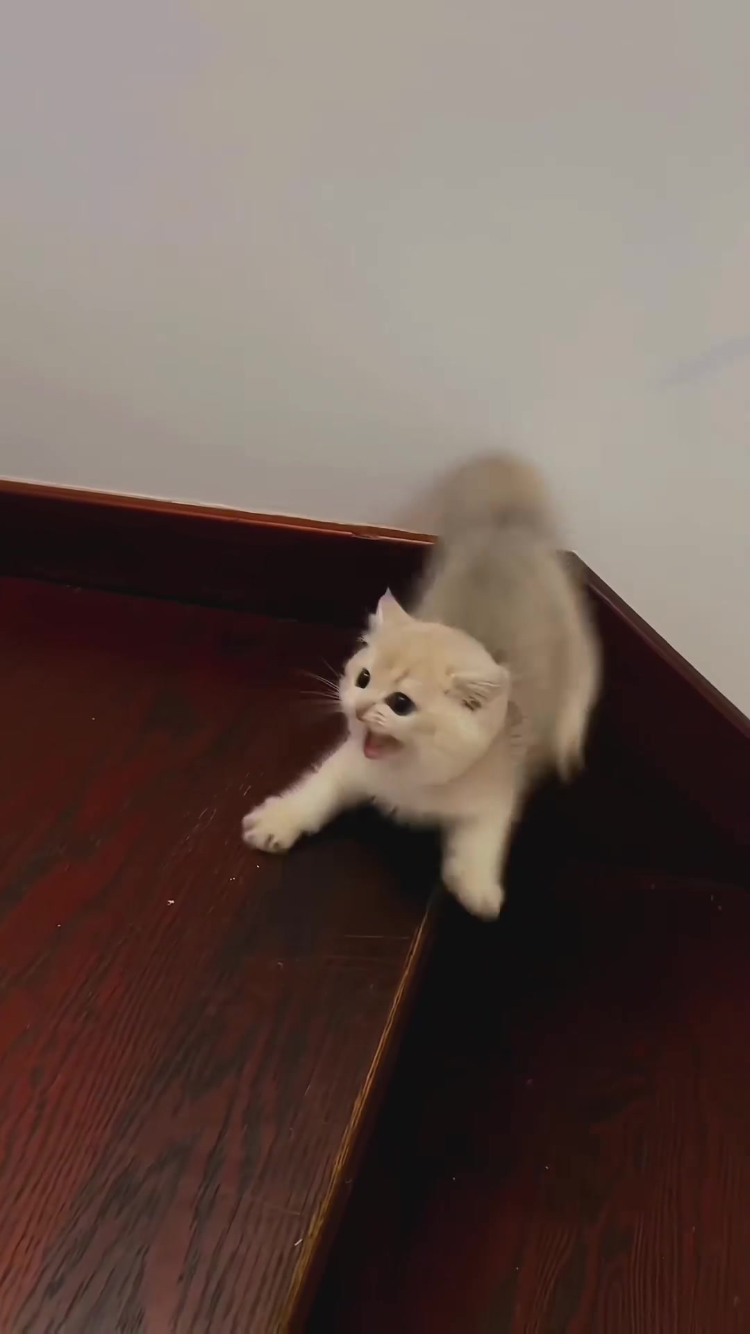 @Kitty