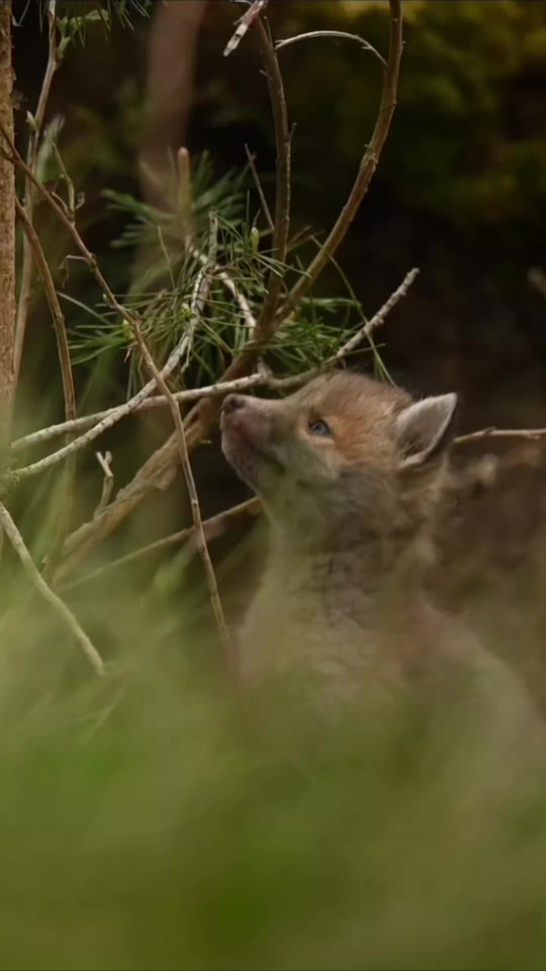 @Oldsilverfur