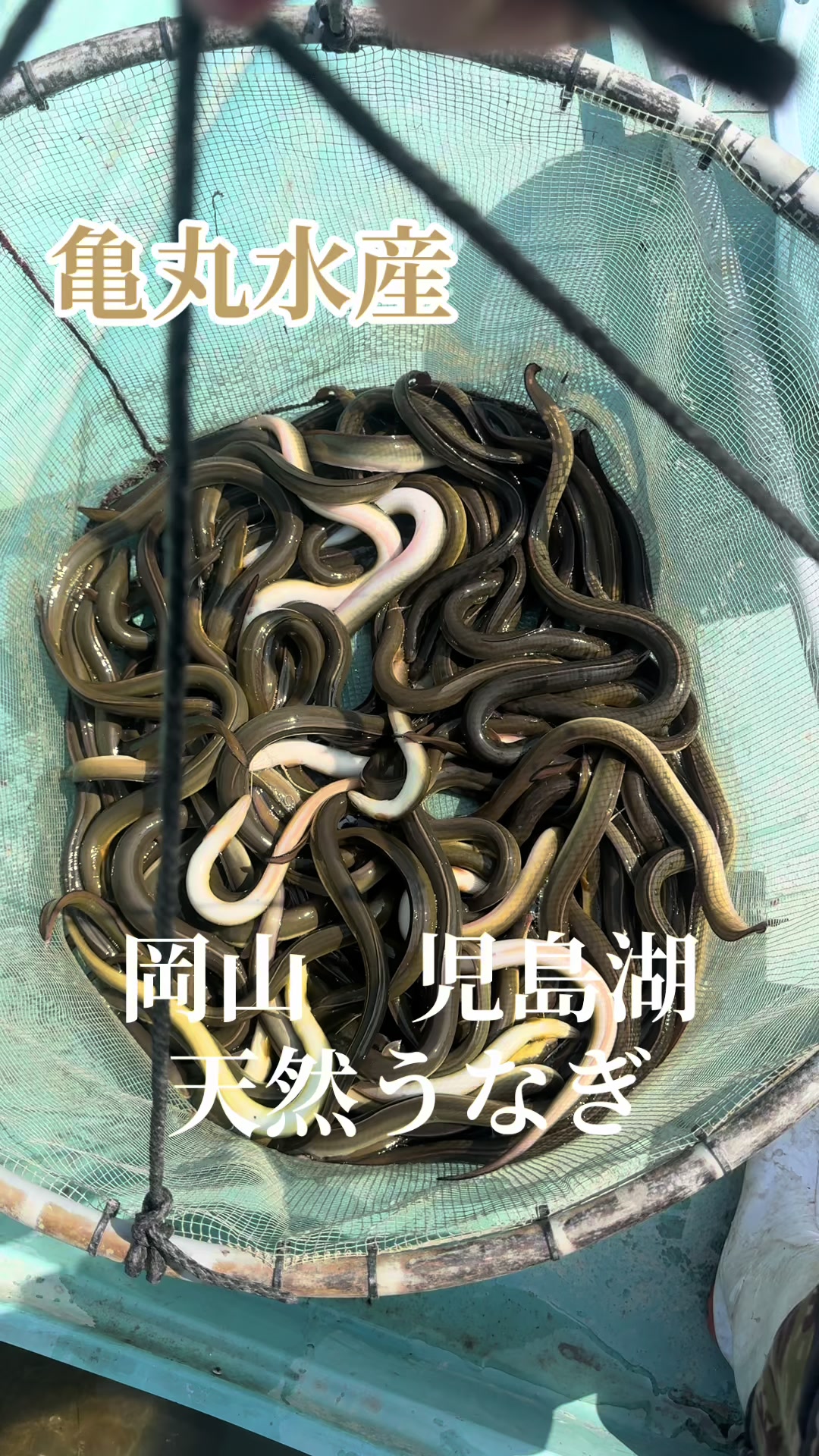 @亀丸水産社長🐢