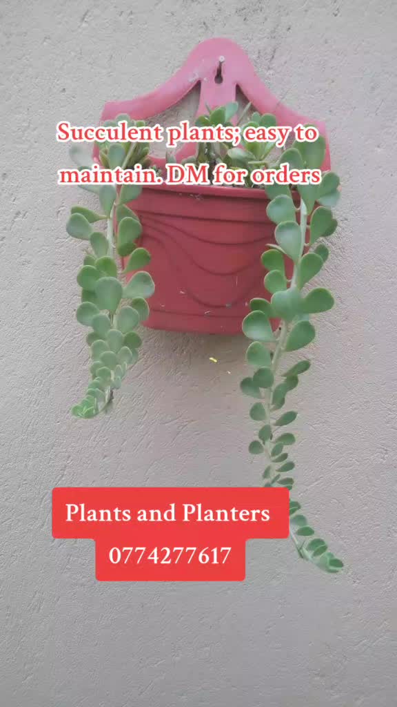 @Plants&PlantersbyChefJ (AJE)