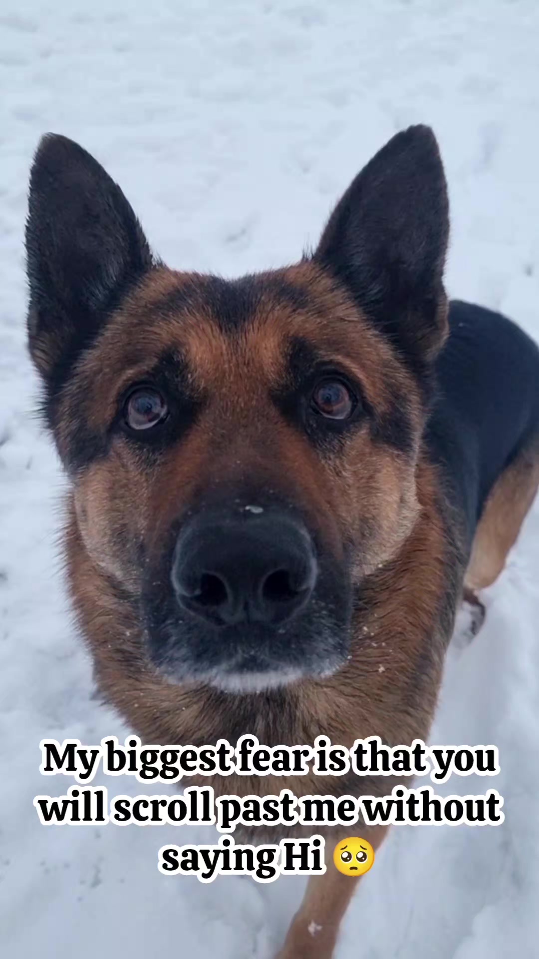 @germansheperd.Rexi