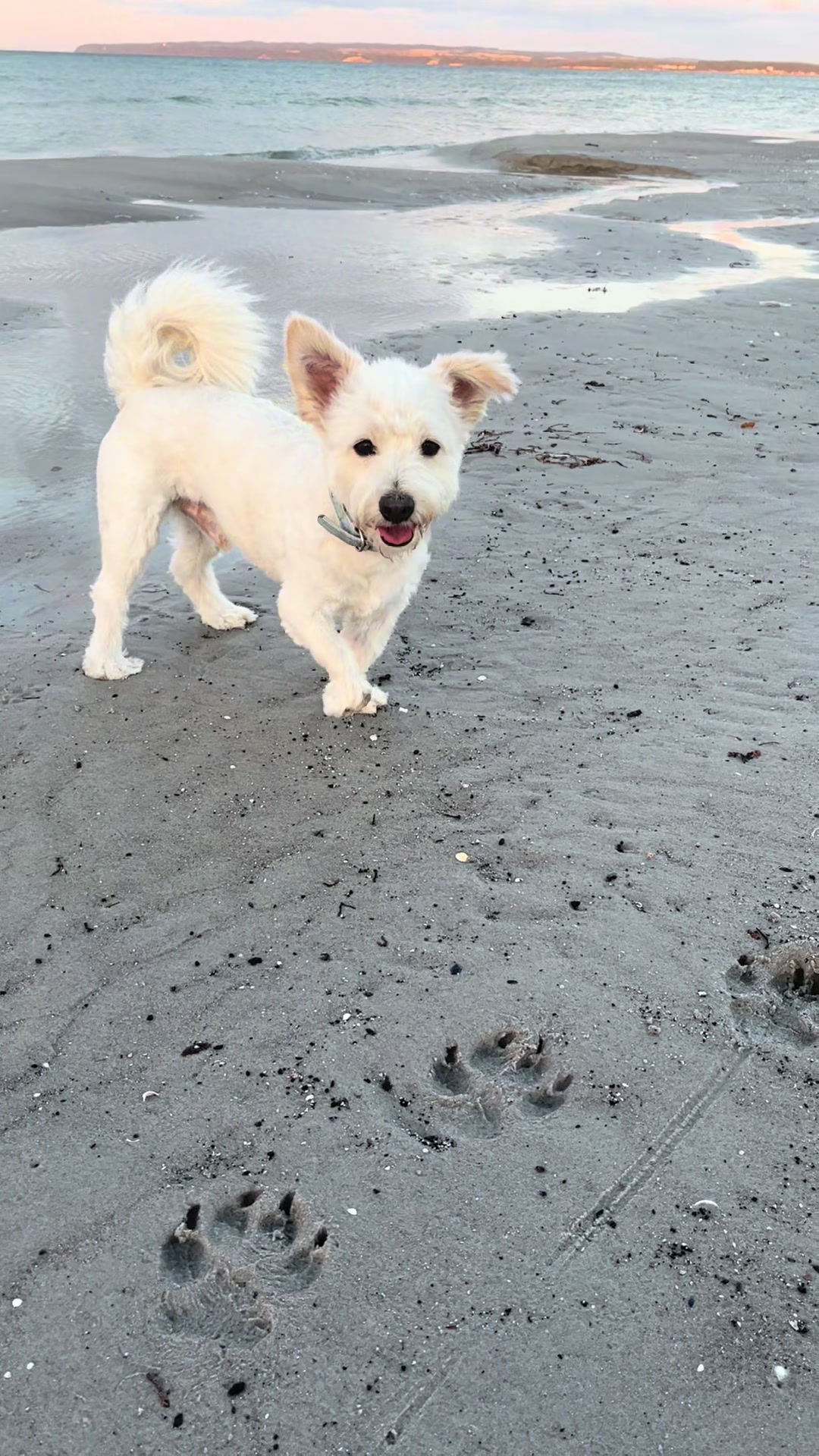 @Bea✌️mit Gang 🐕🐈🐈🐈&zwj;⬛