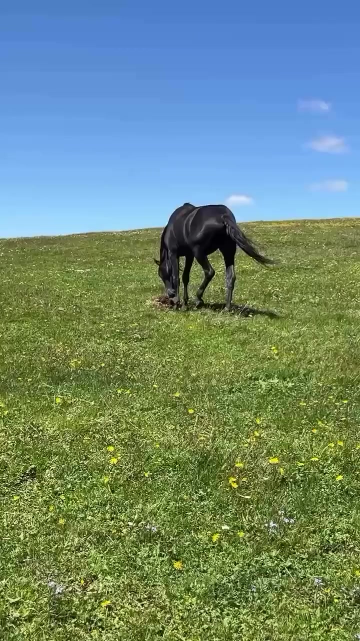 @Վաչե Գևորգյան