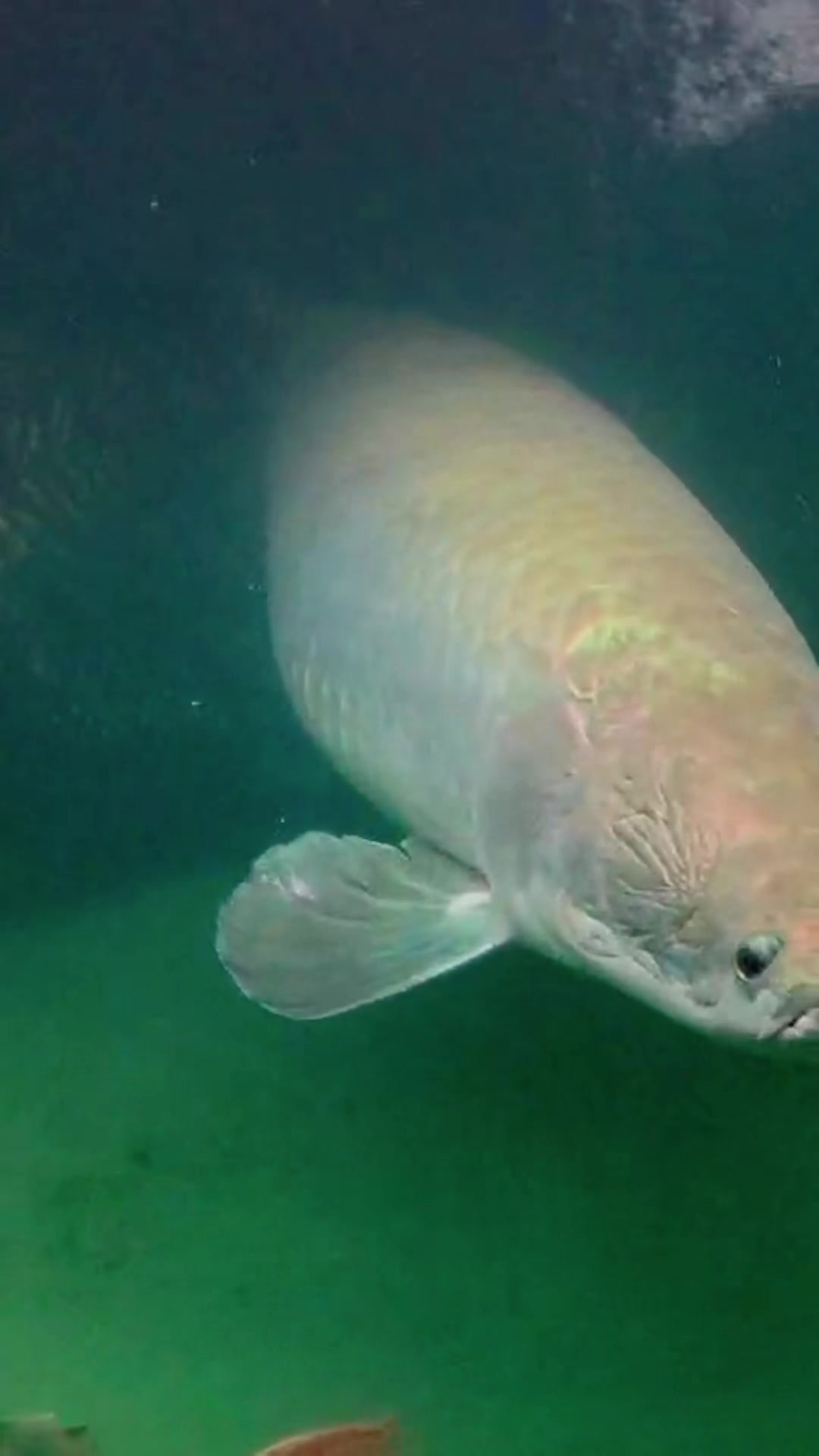 @MK AROWANA SPECIALIST