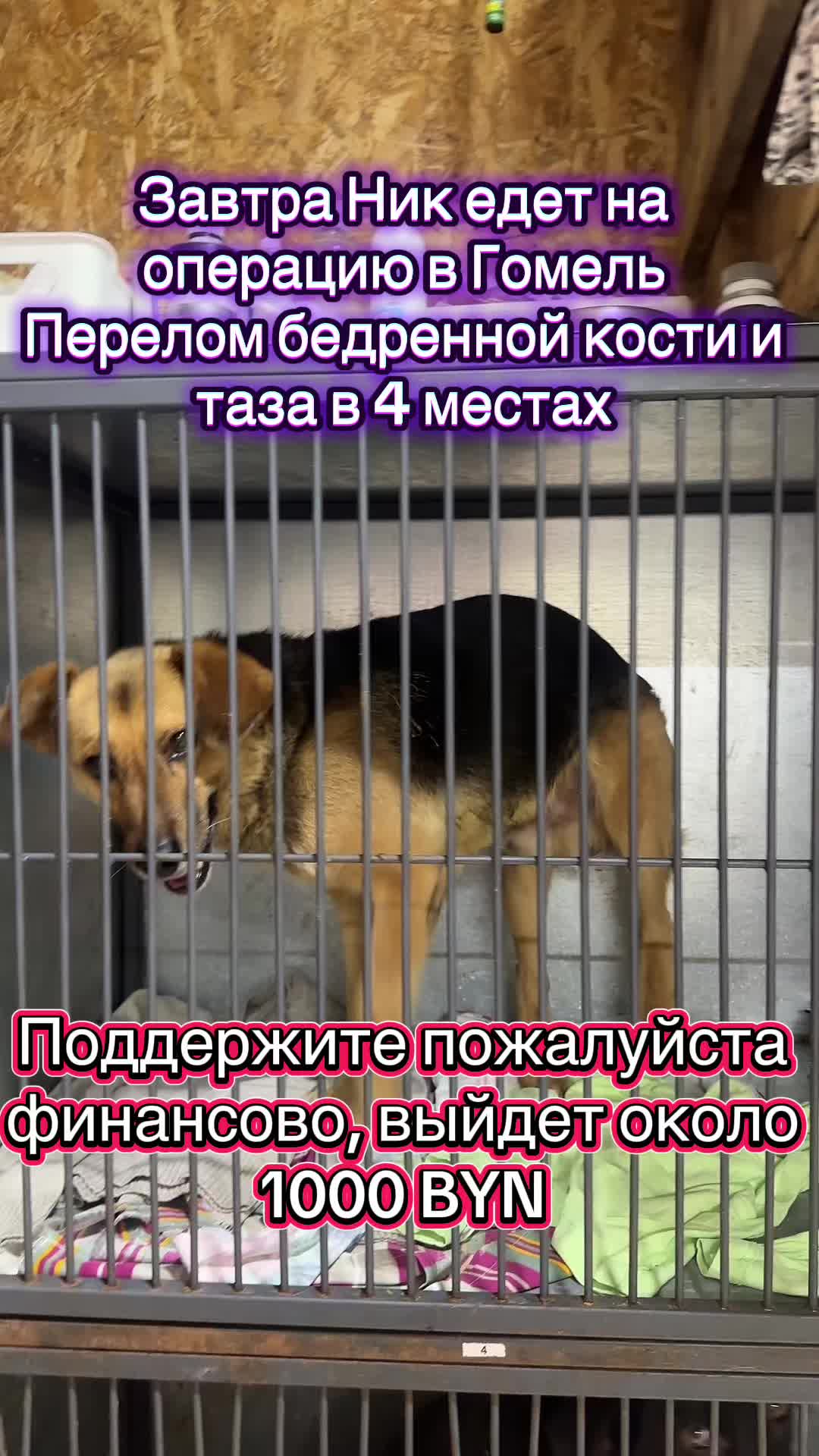 @Директор &laquo;Песокот&raquo;250🐈🐶