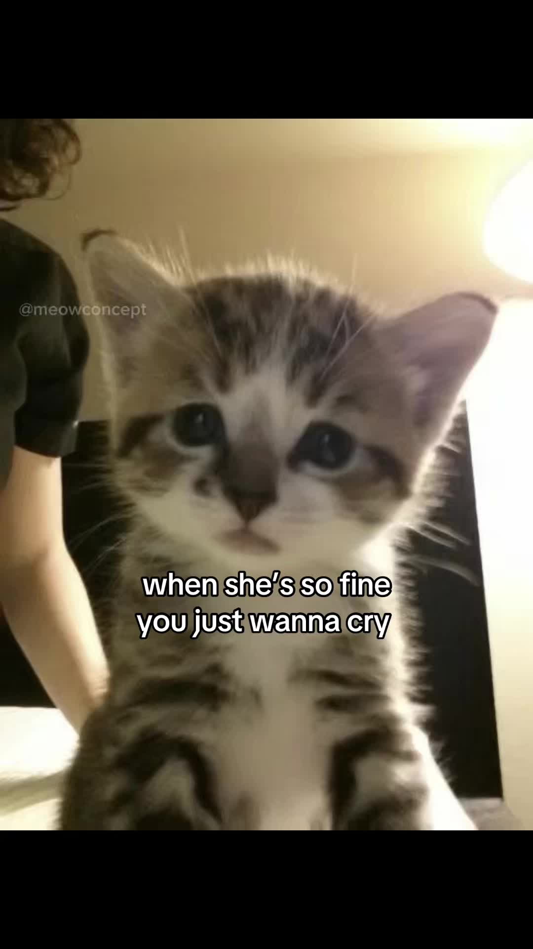@meowconcept