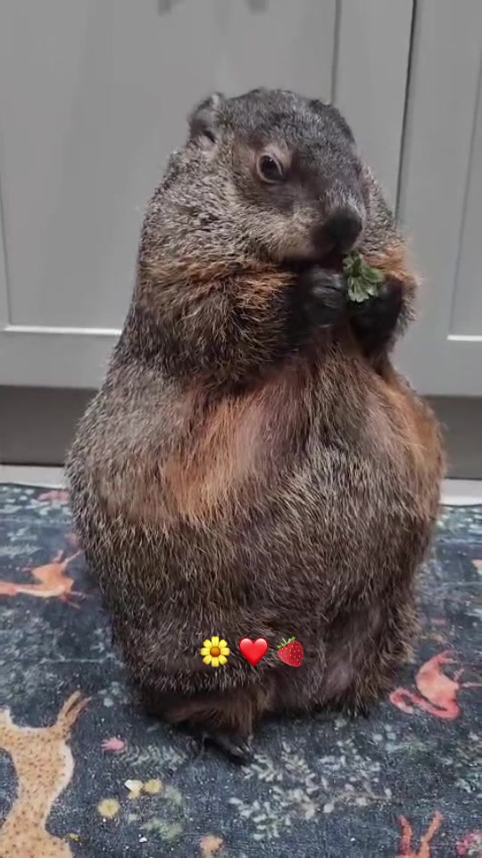 @Wilbur the Woodchuck