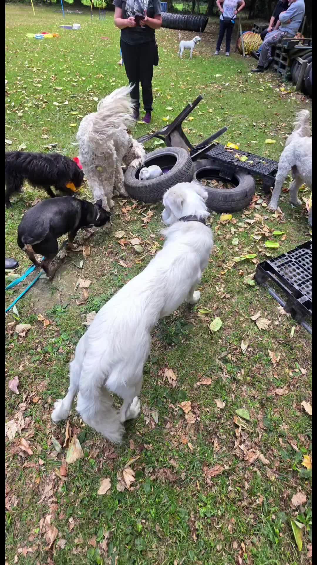 @Jerry_Coby_Chihuahua