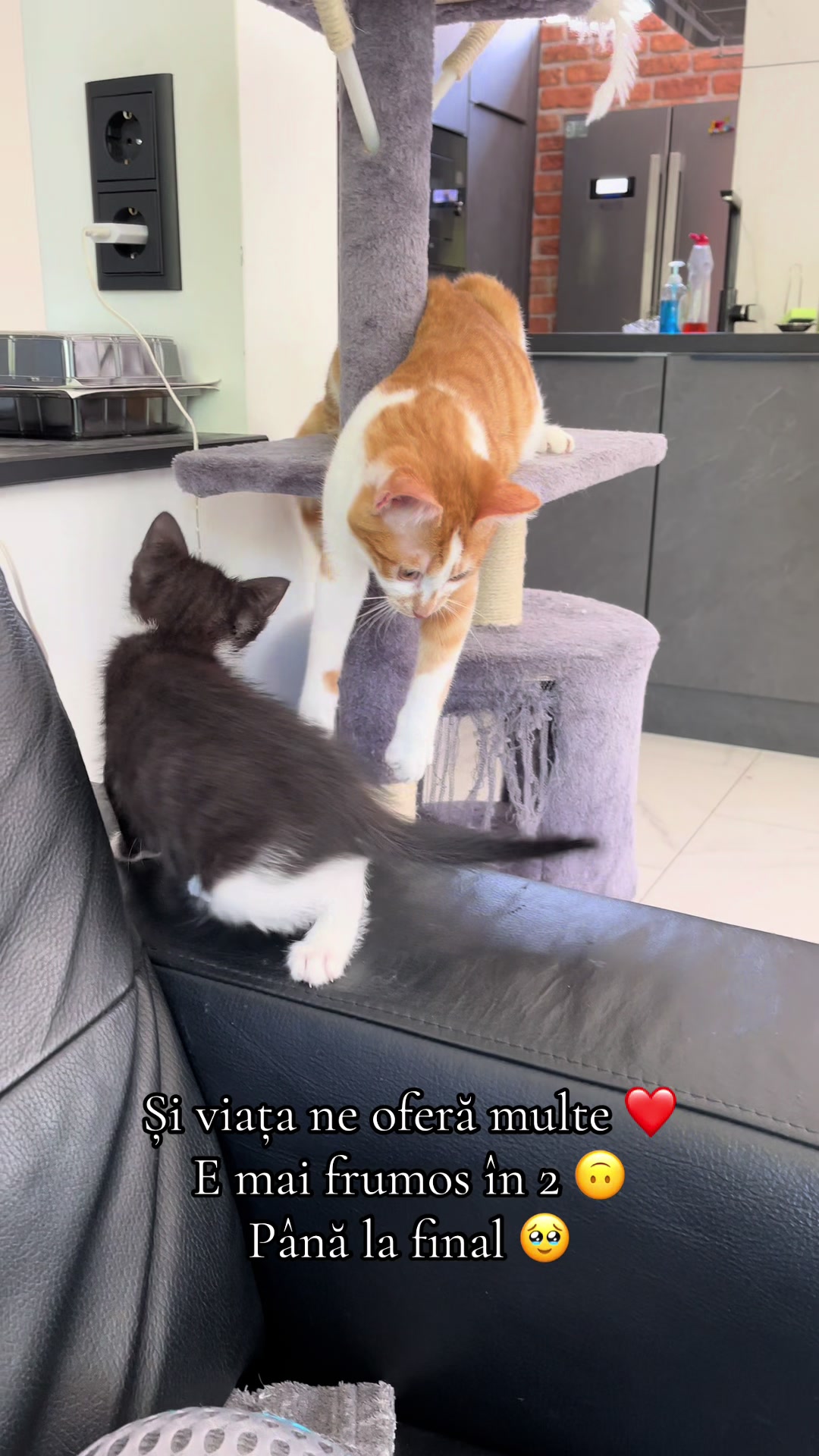 @Alexandra Petrescu