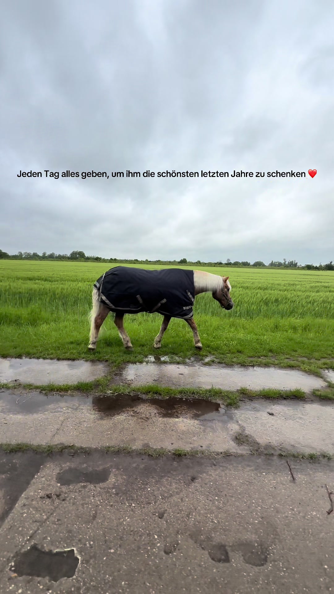 @Ponyhausen