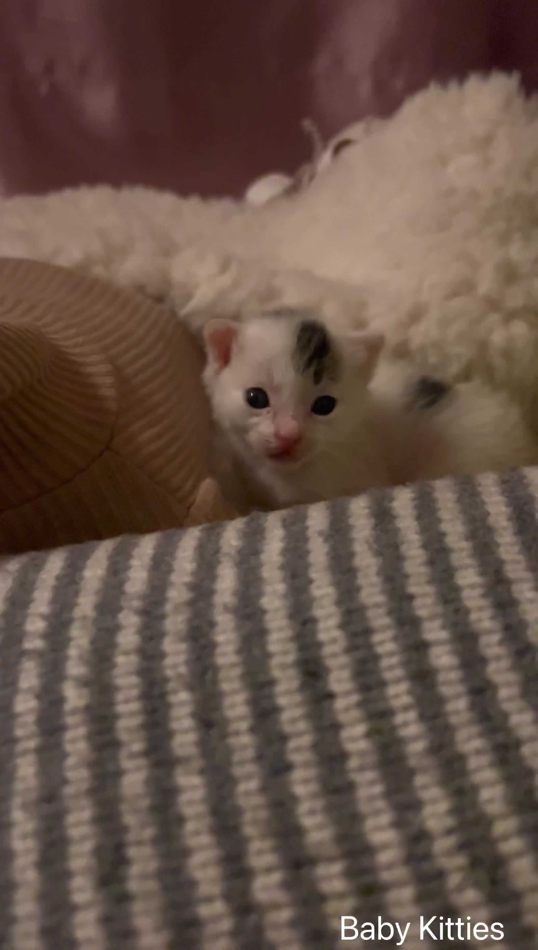 @Pawsfull.ASMR