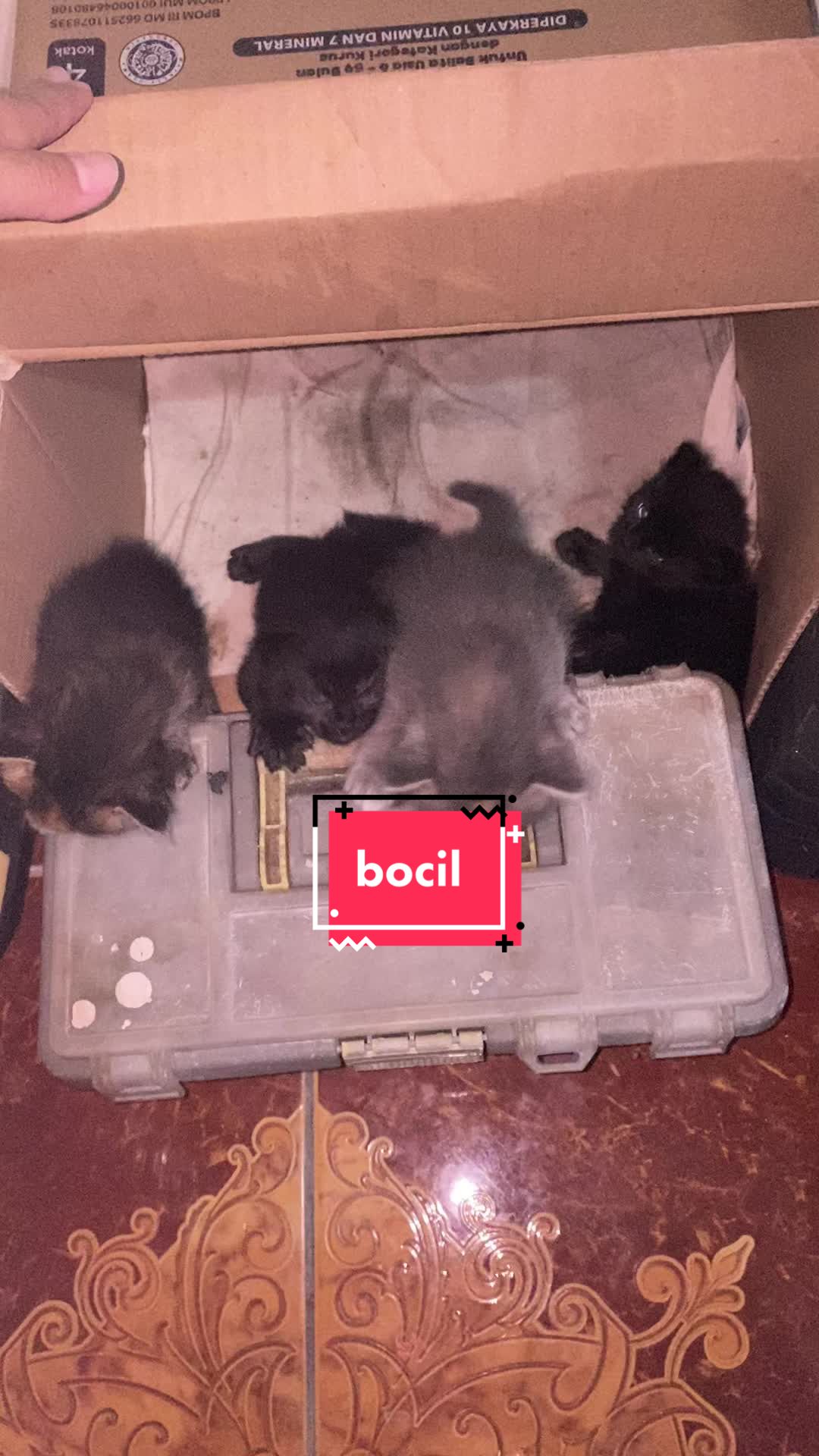 @unothemaincoon