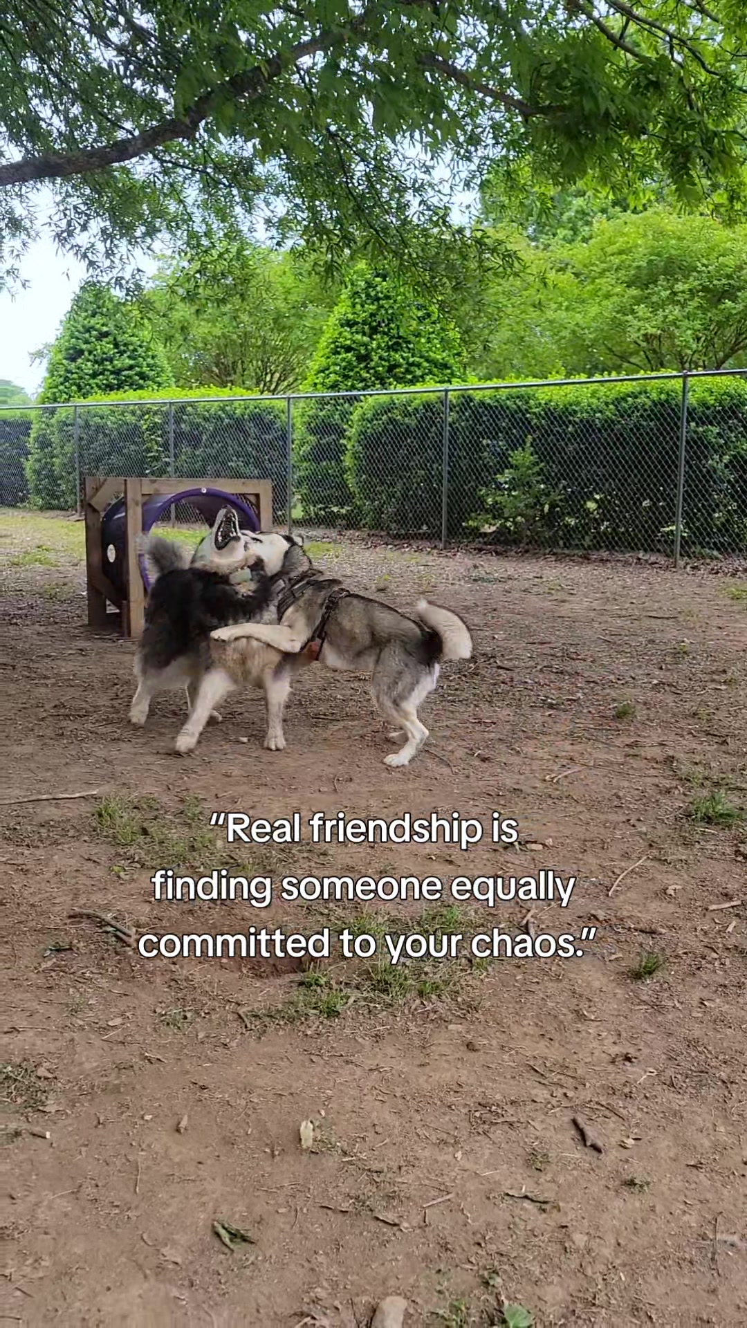 @the Hussey Husky ❌️