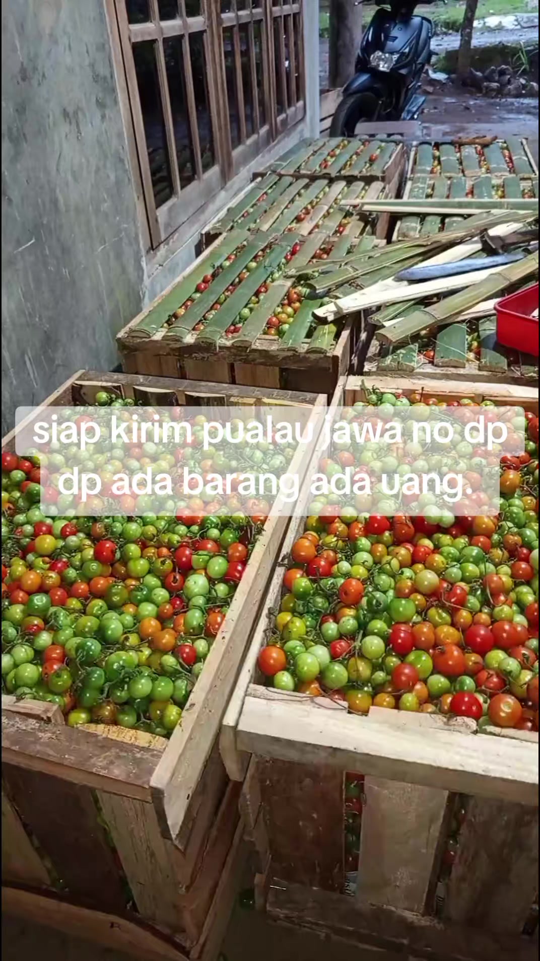 @raja rampai tanggamus