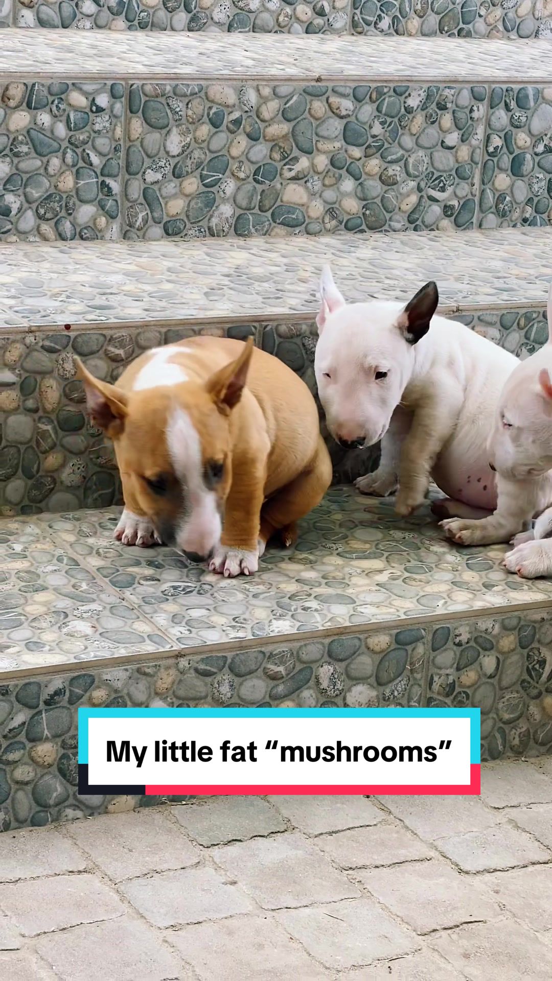 @Terra_Viva_minibullterrier