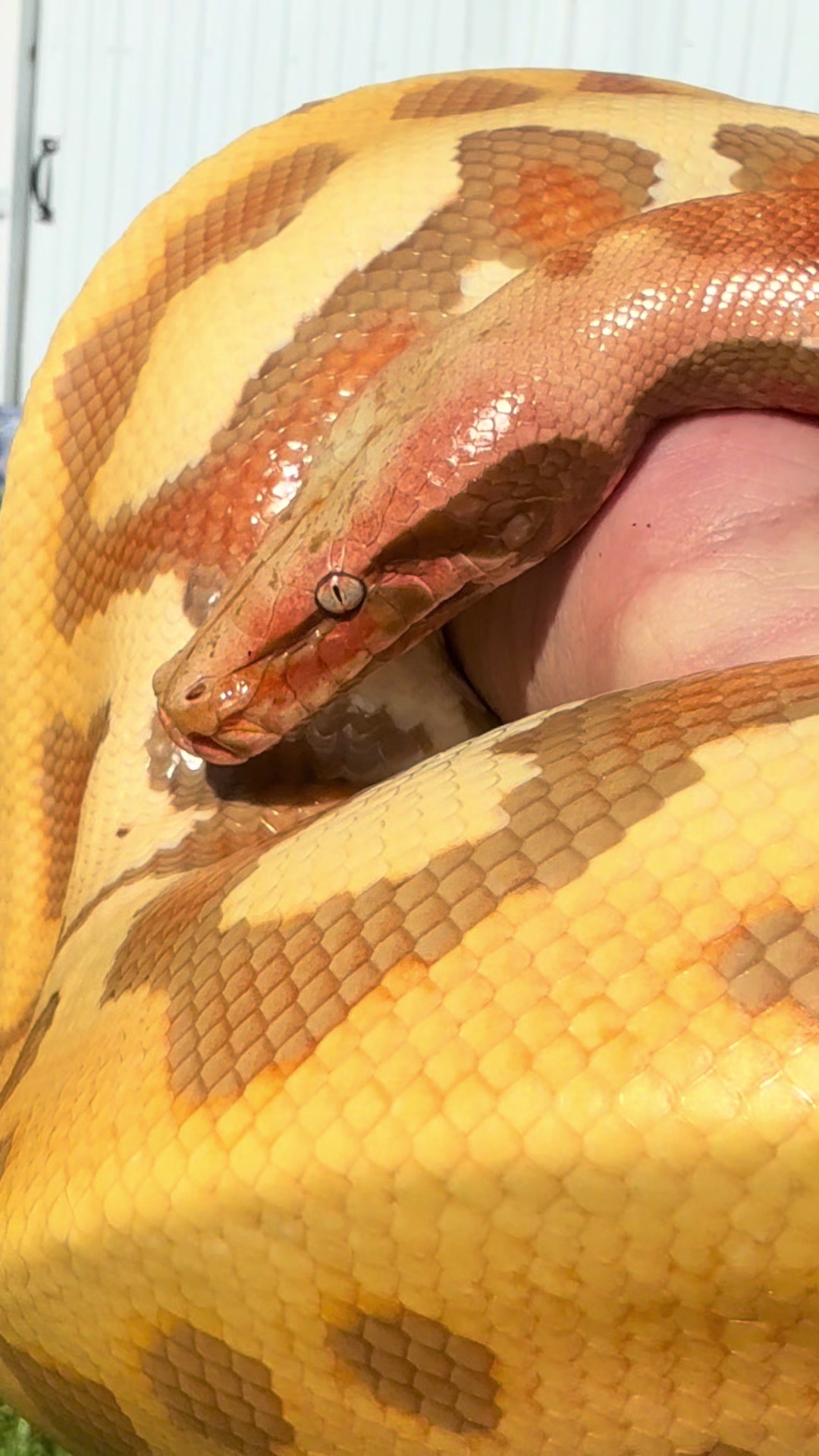 @BosaReptilez