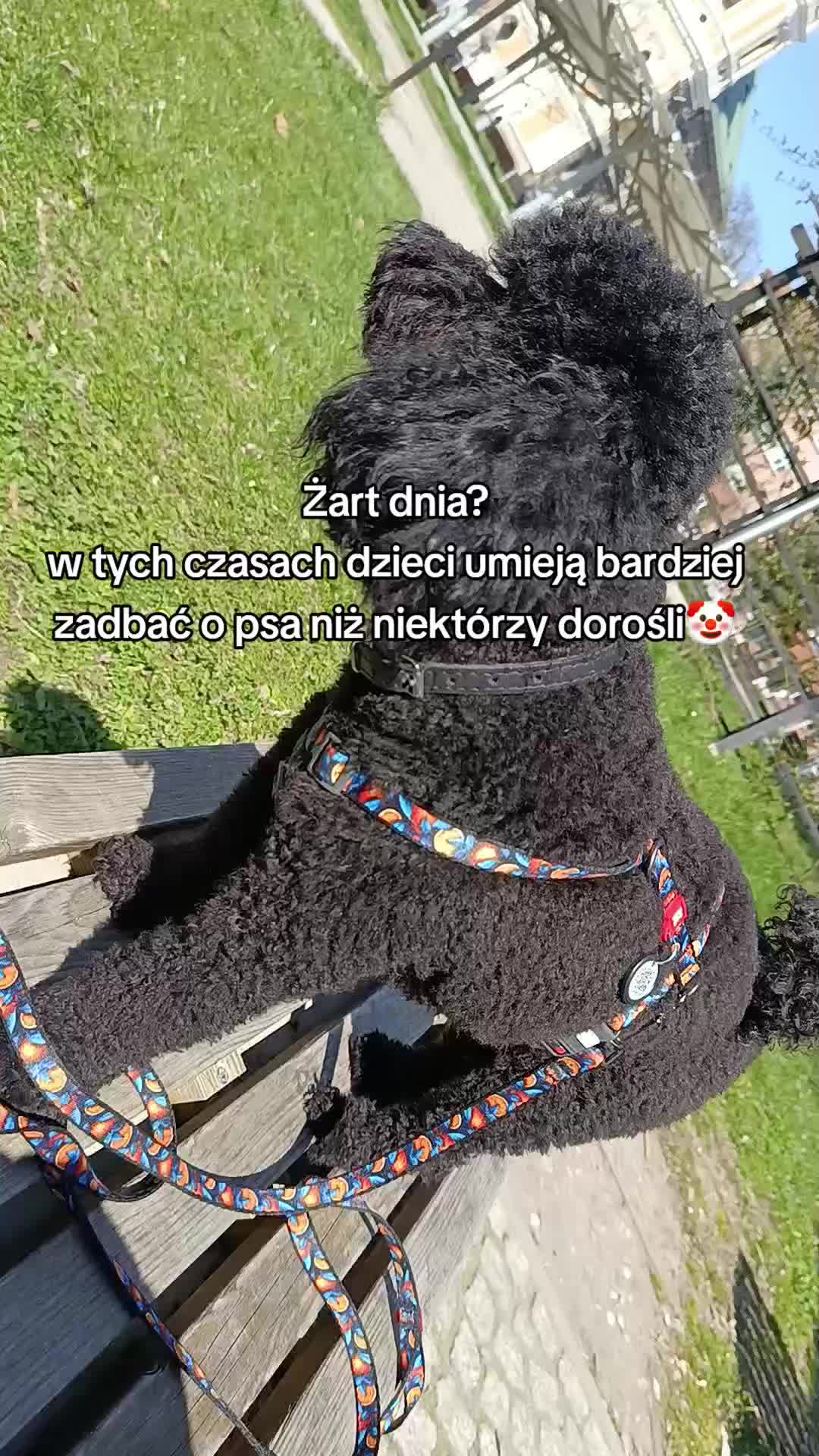 @🔥💯zvziaa_horse💯🔥