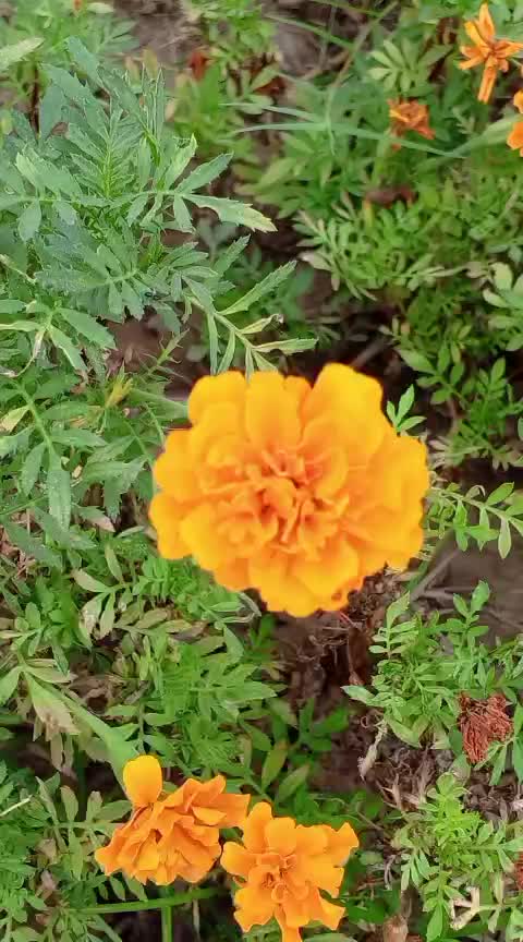 @iqra, Chaudhary