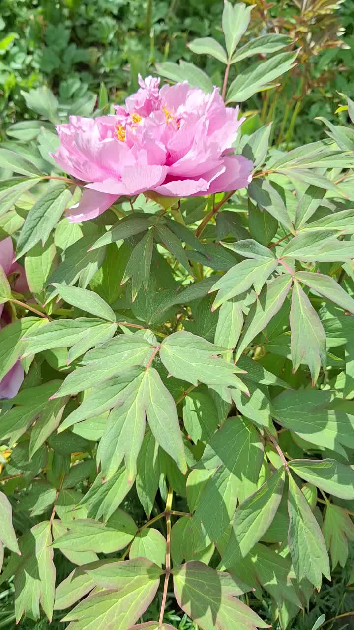 @Natur und Garten