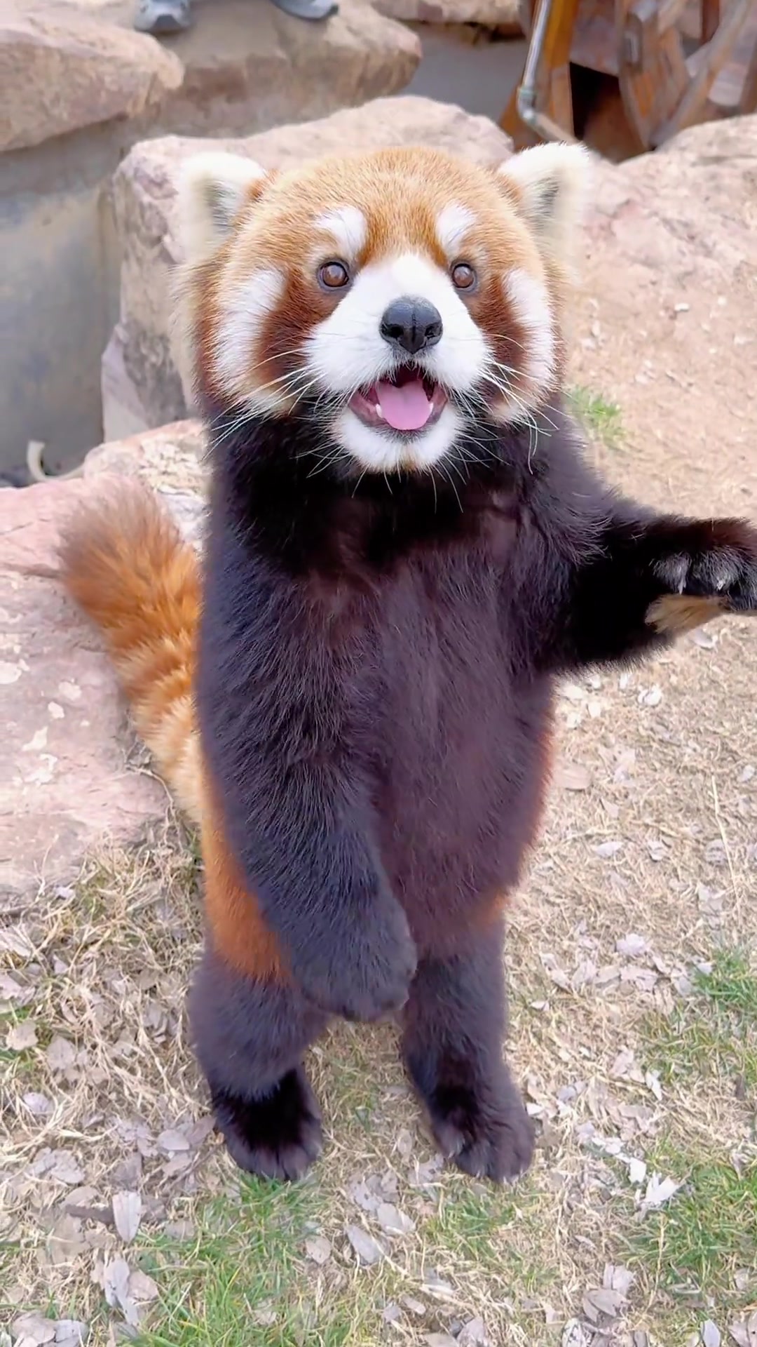 @littlepanda6487
