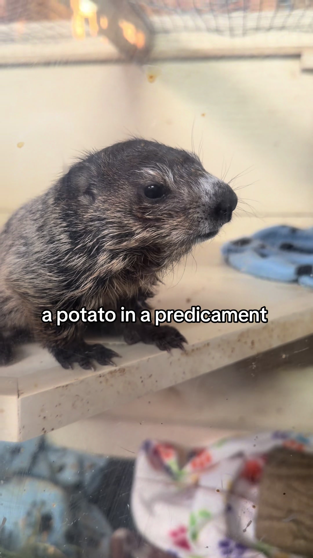 @For Fox Sake Wildlife Rescue