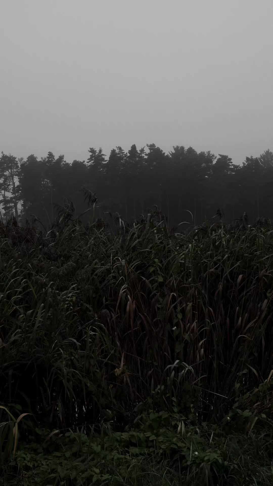 @TreeTales
