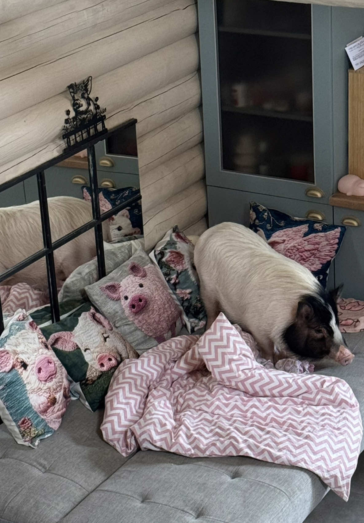 @Olivka pig