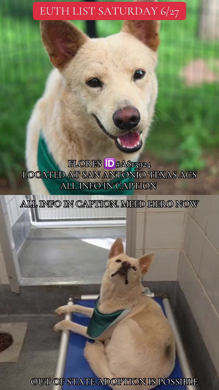 @@rescuedogs911