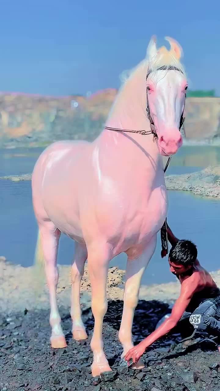 @horse 🐎