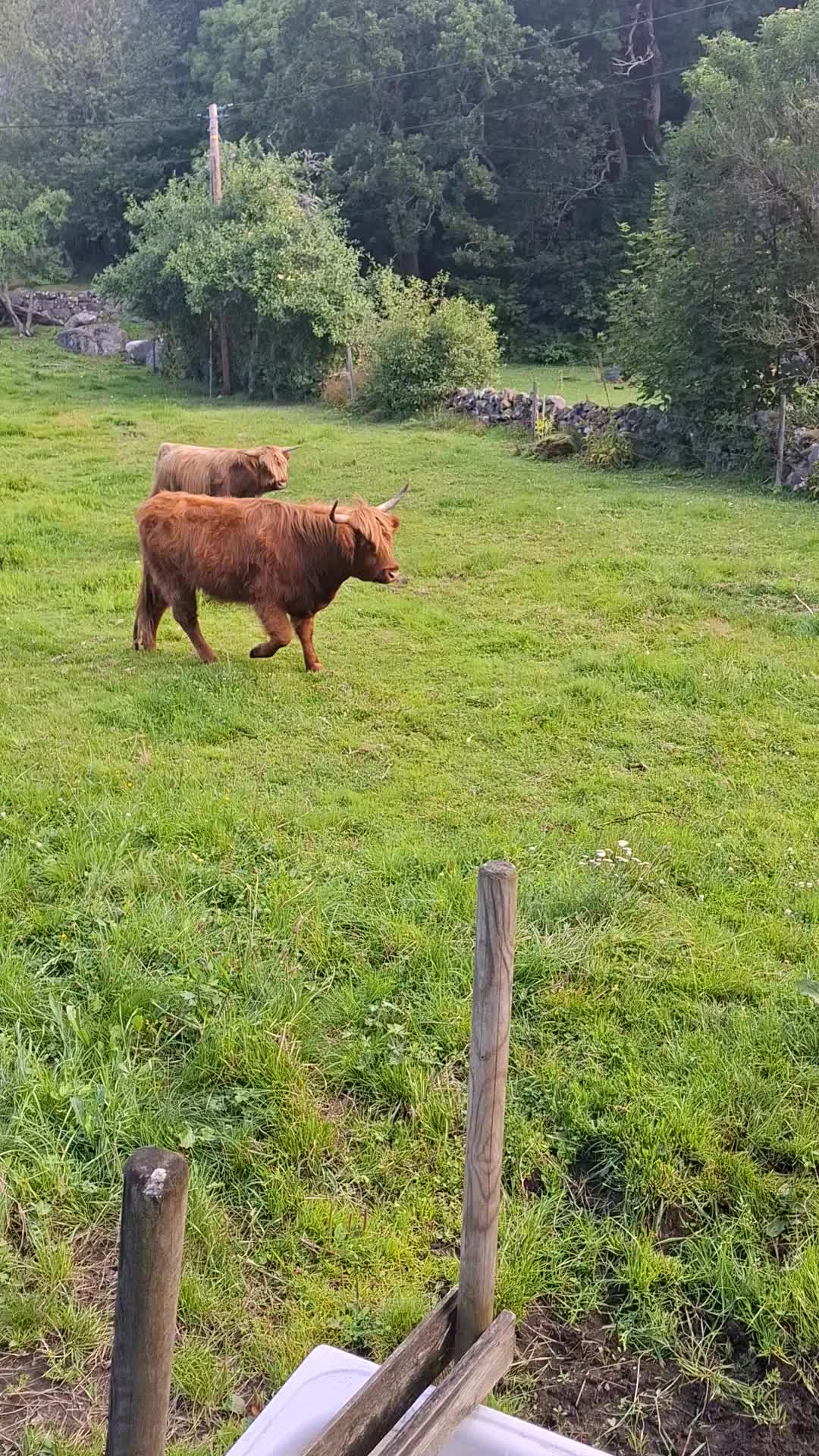 @Highland.Bull
