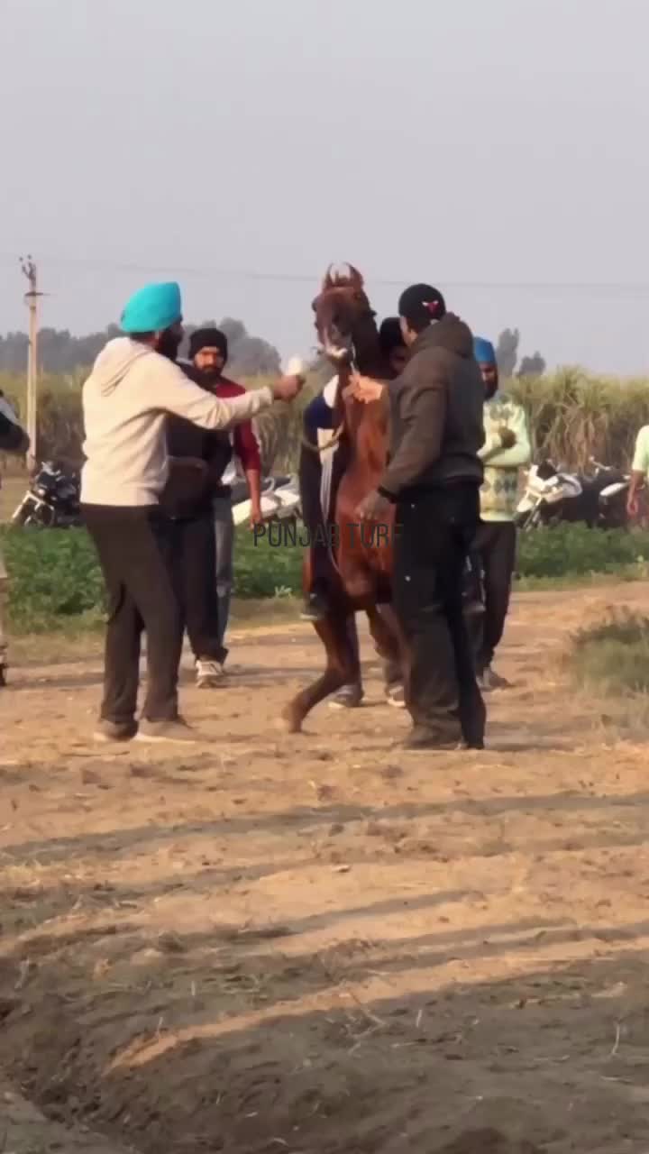 @🏇 MARWARI HORSE RACING 🏇