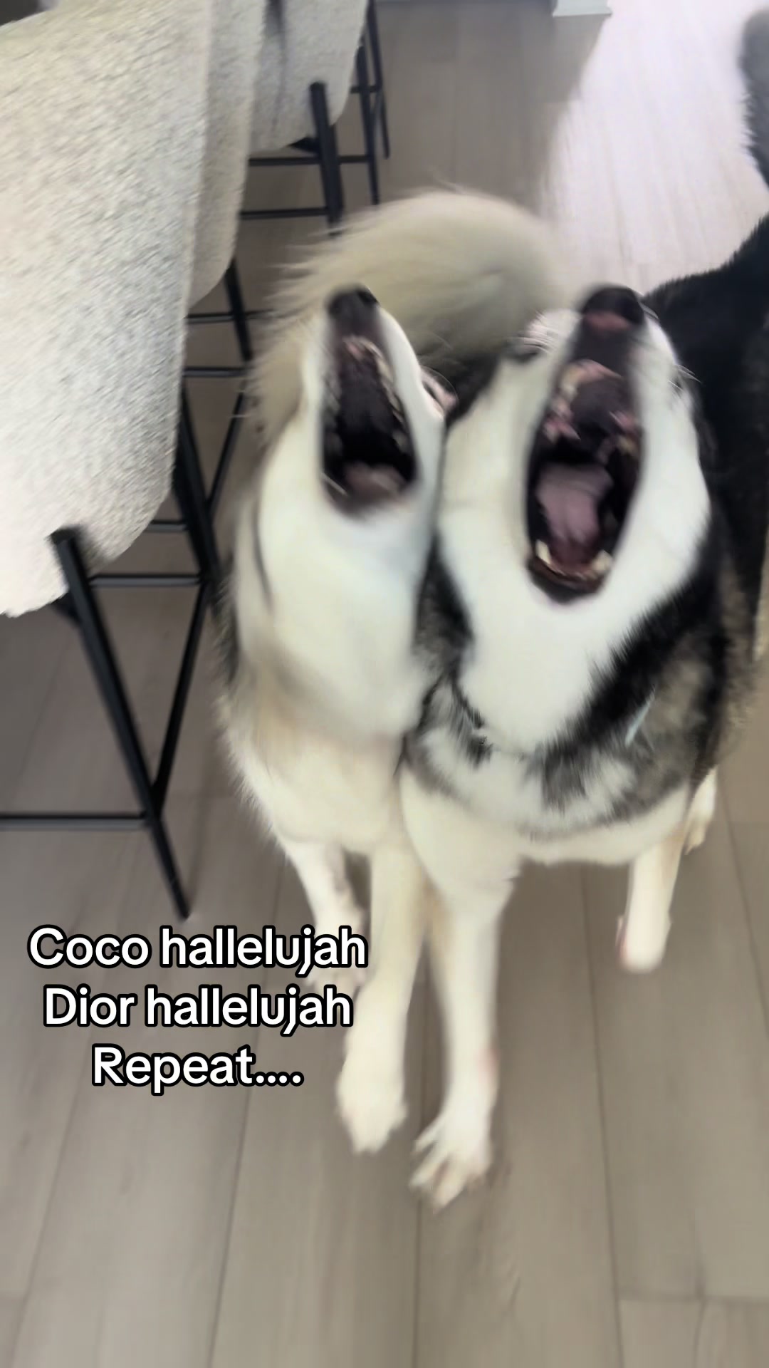 @lifewith2huskies
