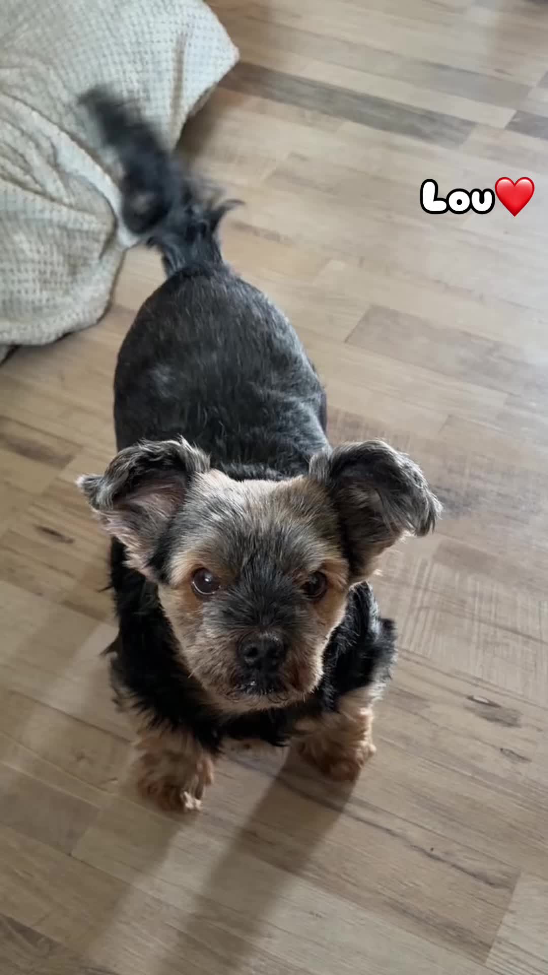 @❤️Ulla & Tiere❤️
