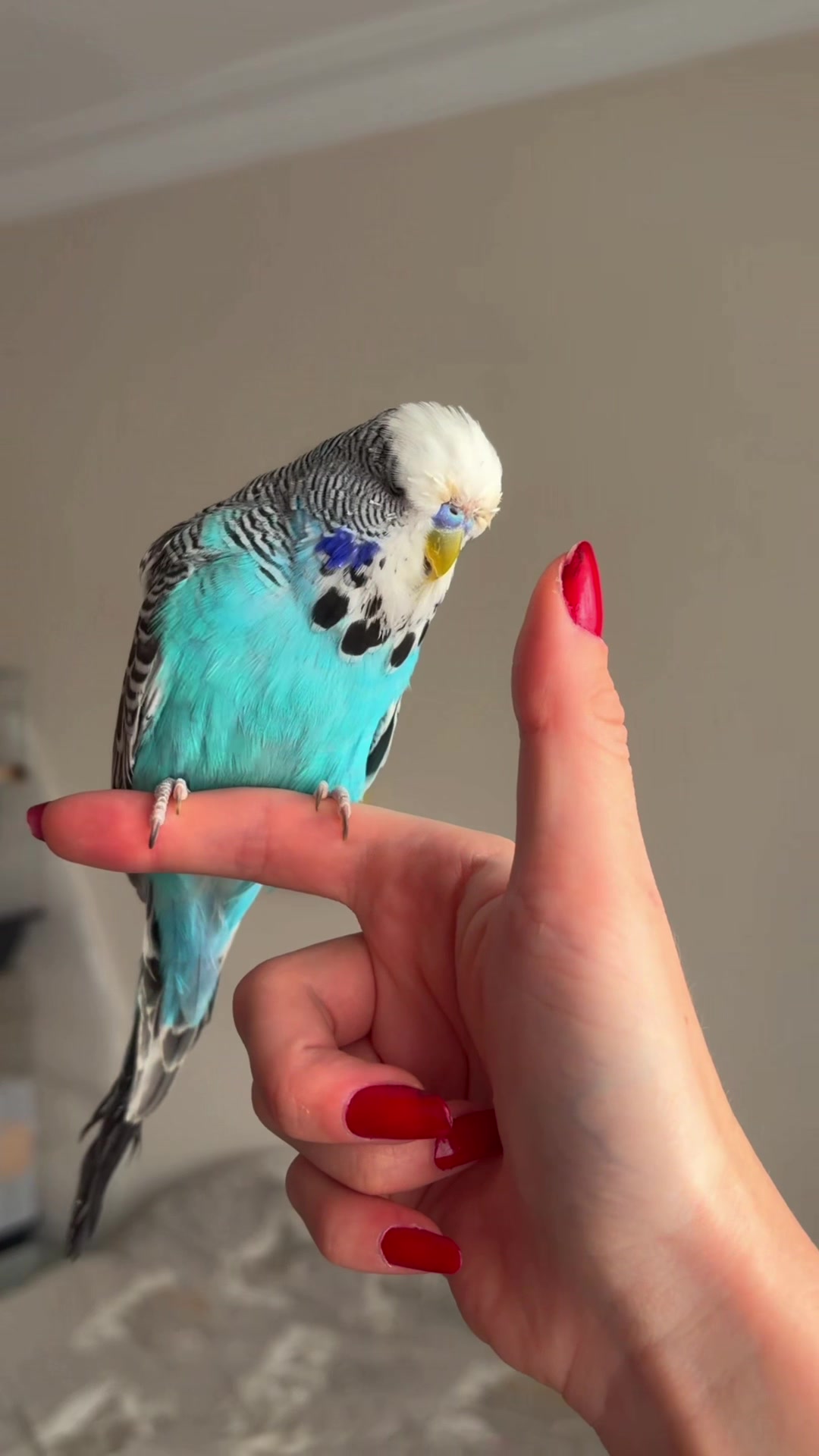 @bbb.budgie