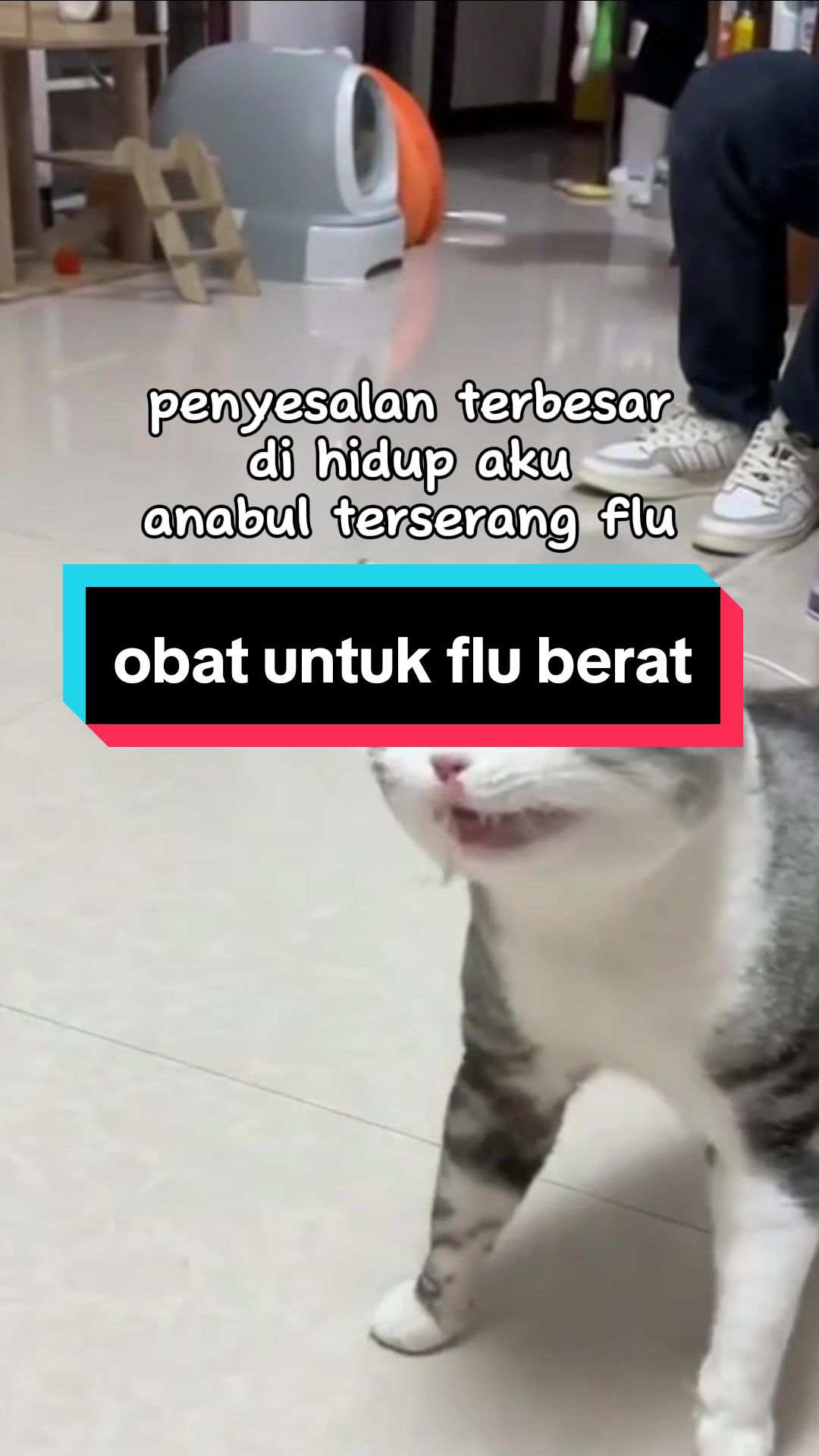 @dunia kucing