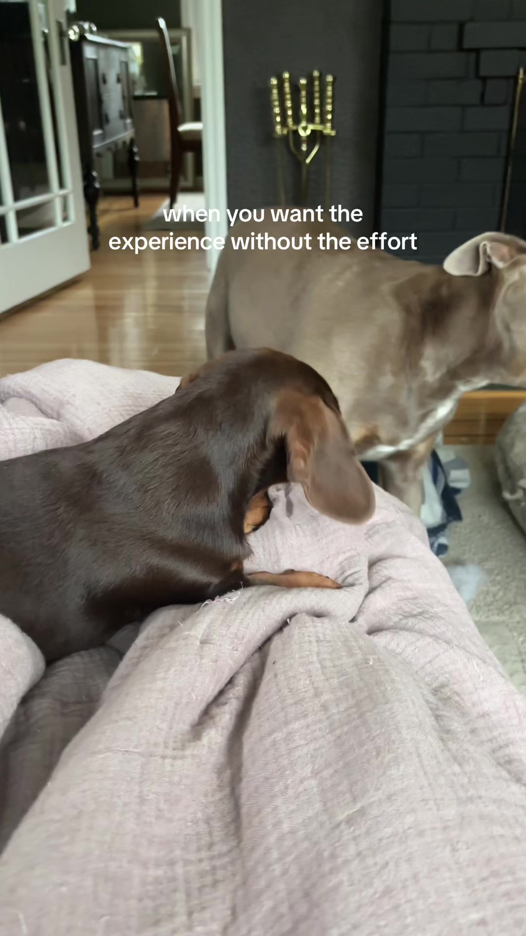 @rhubarb the doggo
