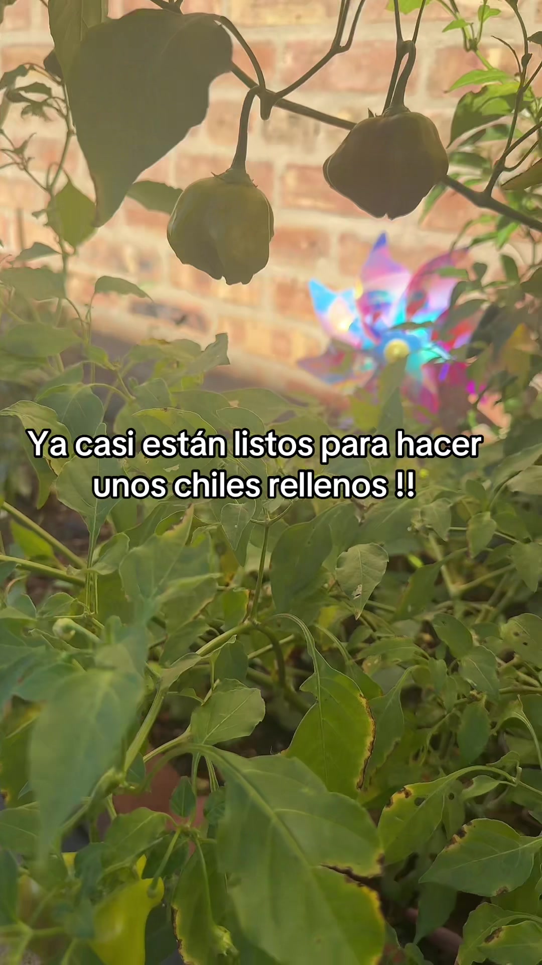 @addiesorto