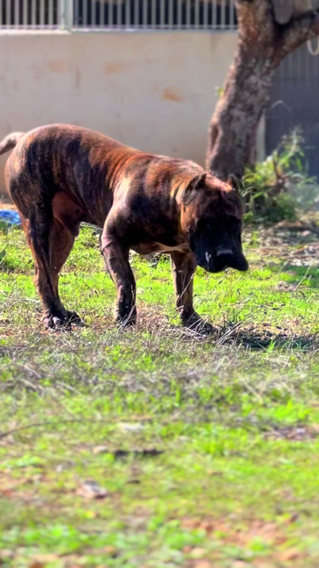 @Presacanario_bulldogfrances
