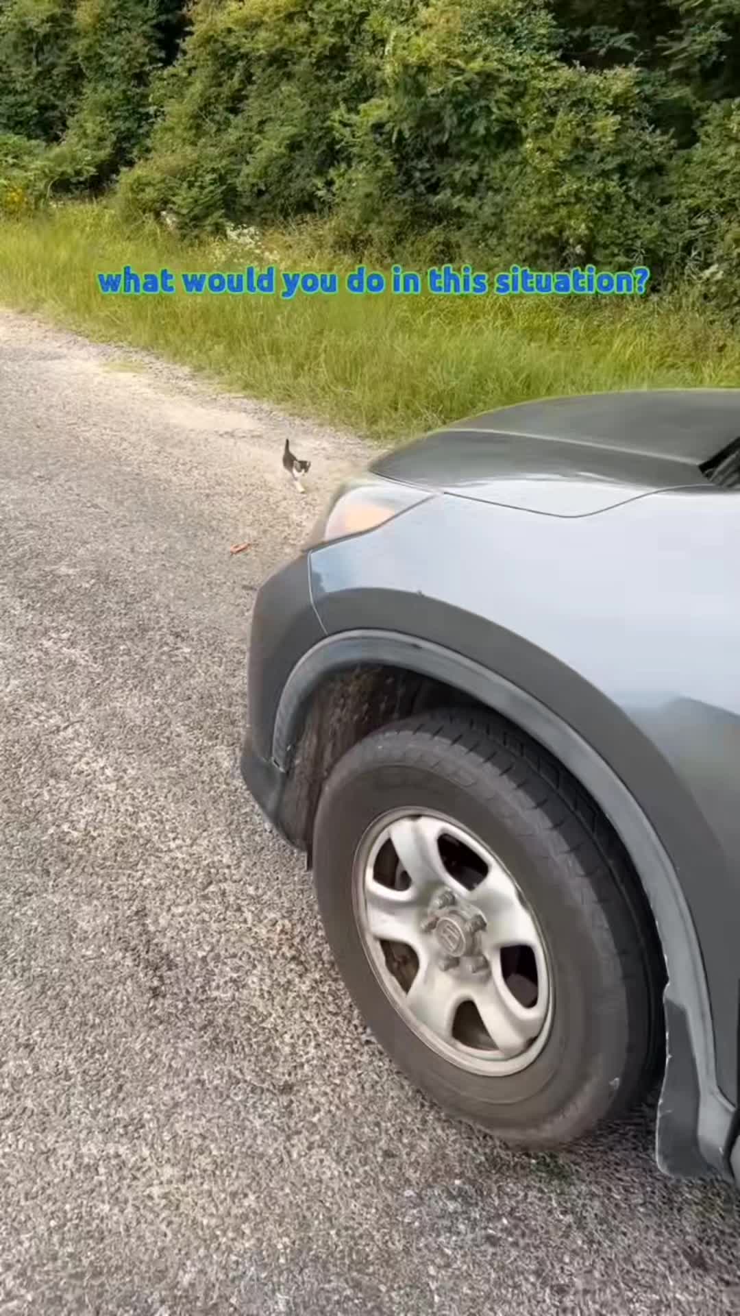 @catnipcrazee