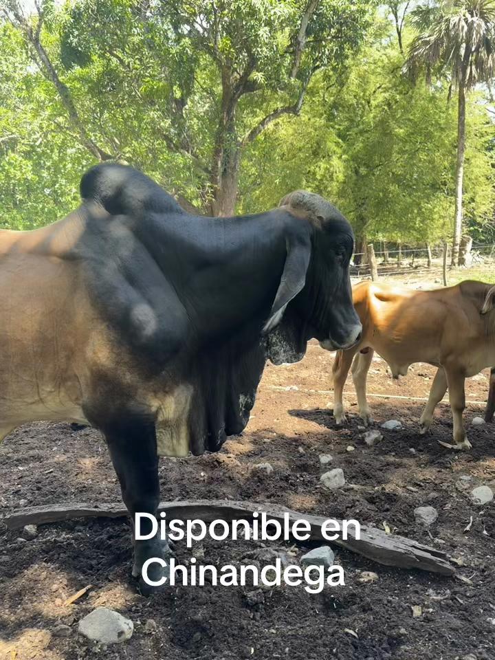 @leopereira compra venta ganado