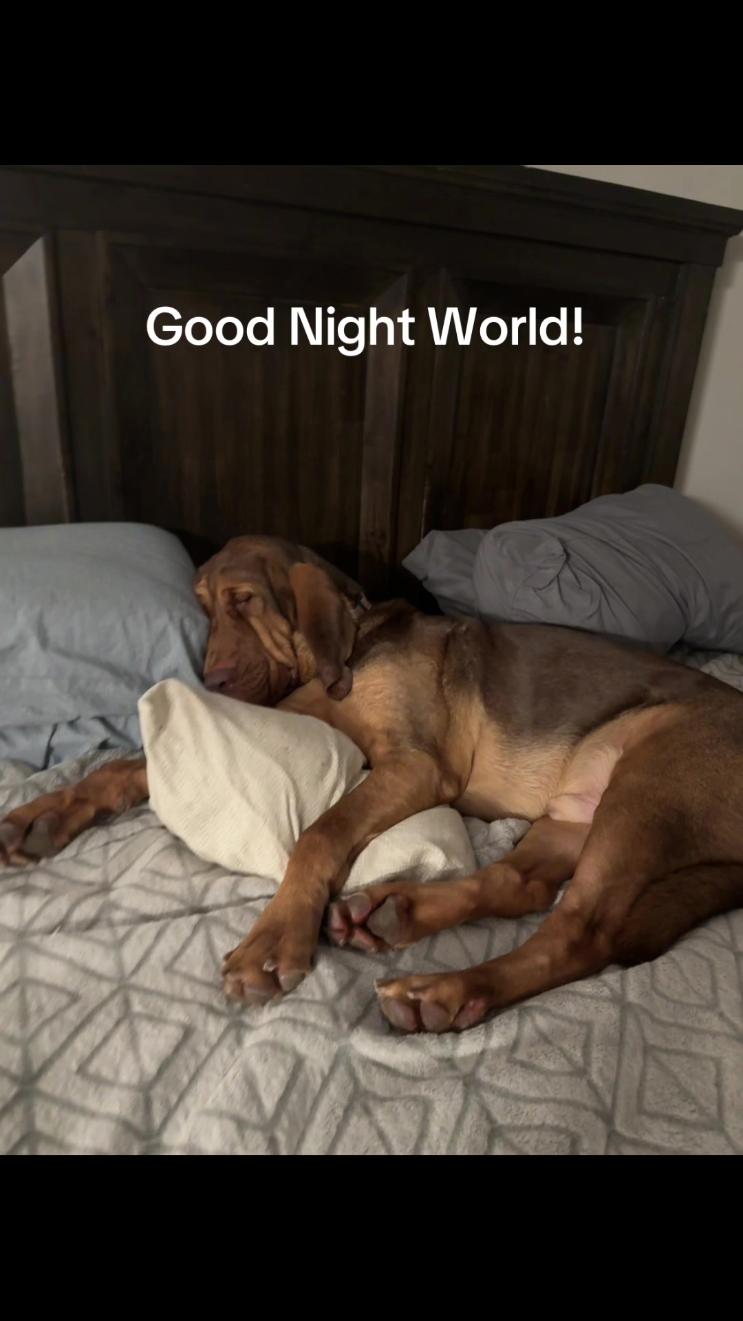 @earl_the_drooling_dog