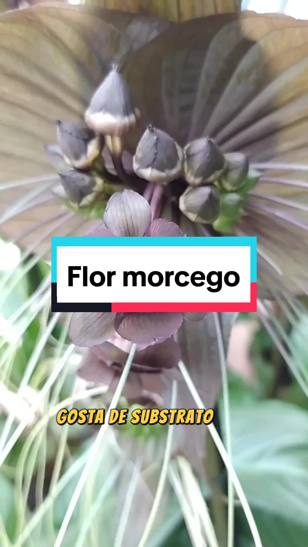 @Plantas